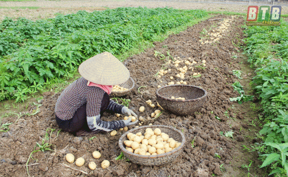Sau khóa đào tạo nghề nông nghiệp, nông dân Thái Bình áp dụng vào trồng khoai tây