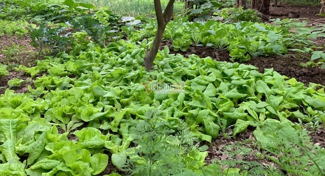 Đào tạo nghề lao động nông thôn: Nông dân Vân Hồ học cách canh tác sạch