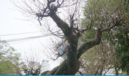 Đào rừng hơn trăm tuổi được 'hét giá' 200 triệu ở Hà Nội