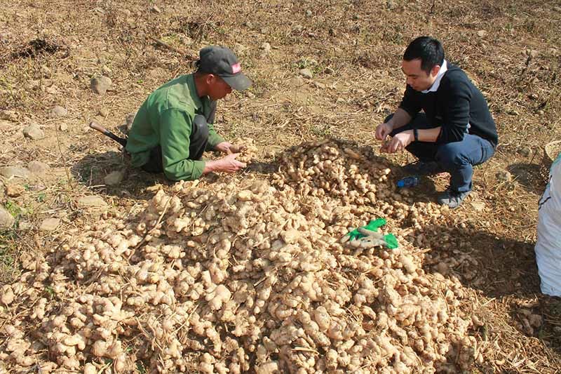 Dân Lục Khu cày sỏi đá' làm hàng đi châu Âu, Tết thu 100 tỷ đổi đời