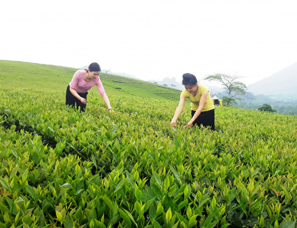 Đào tạo nghề cho đồng bào dân tộc Văn Chấn