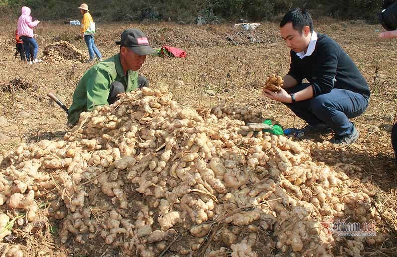 Nông dân Lục Khu thoát nghèo nhờ học làm nông nghiệp hữu cơ