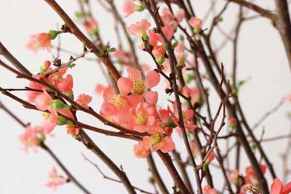Bài khấn gia tiên ngày mùng 1 Tết Canh Tý