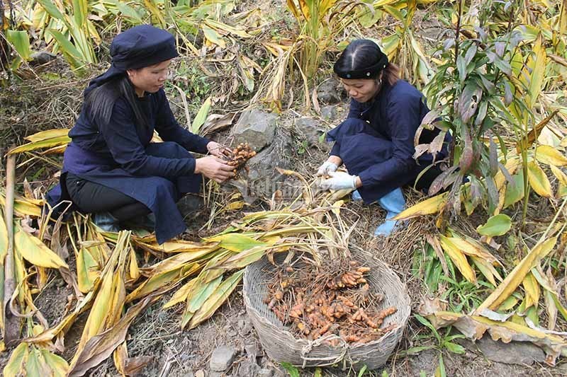 Được đào tạo trồng nghệ hữu cơ xuất khẩu, nông dân Bắc Kạn đổi đời