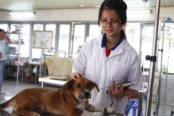 Kiến nghị cấp lại bằng bác sĩ thú y sau 10 năm