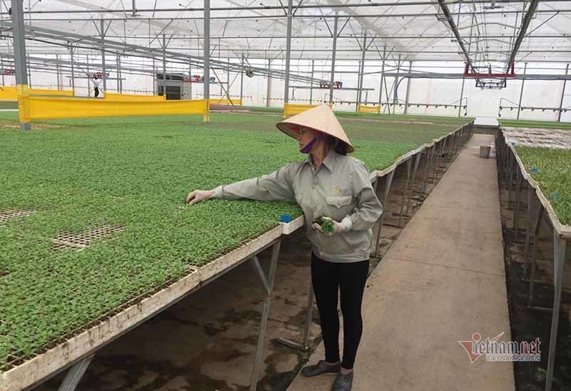 Nông dân TP.HCM được dạy làm nông nghiệp công nghệ cao