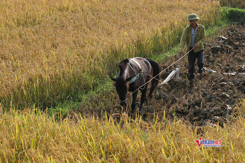 Hải Phòng: Dạy nông dân làm nông nghiệp công nghệ cao
