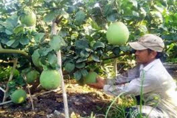 Bến Tre: Đào tạo ‘Kỹ thuật trồng cây có múi’ cho nông dân