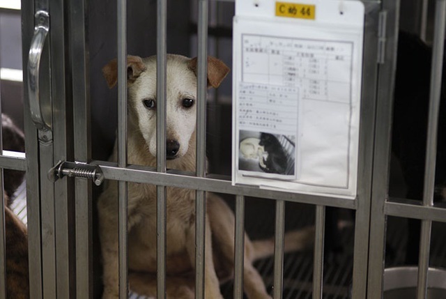 Nhóm khách Việt ngồi tù, bị phạt 770 triệu vì giết hại và ăn thịt chó