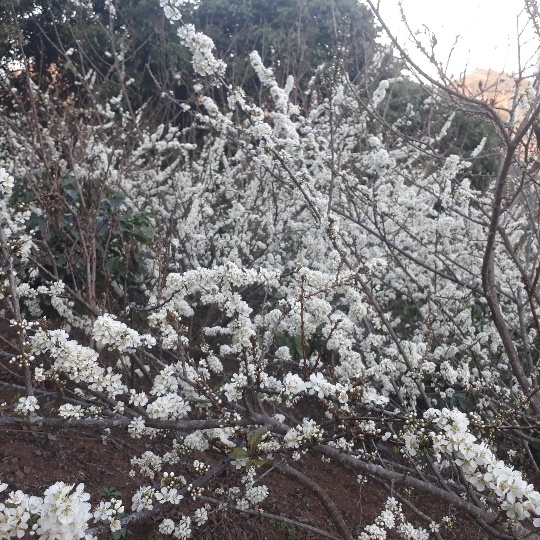 Plum blossoms invite tourists to Son La province