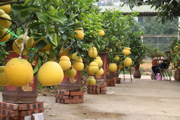 Vườn 'hồ lô' bên sông Hồng, Tết đến vợ chồng bận bịu thu tiền triệu