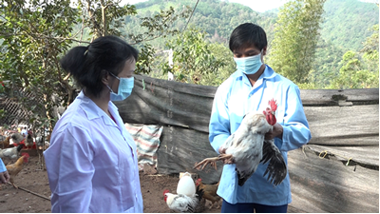 Đặc sản ăn Tết: Tỉnh nào đang nuôi loài gà 6 ngón kỳ lạ?