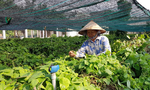 Trồng loài sâm chỉ hái lá, cứ bán 1 ký lá giá 70.000 đồng