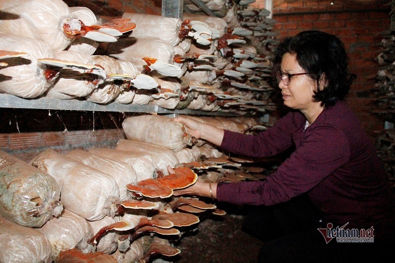Học nghề trồng nấm, lao động nông thôn ở Đắk Lắk 