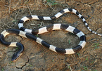 Bé 22 ngày chết vì rắn cắn, sự thật về lời đồn rắn thích mùi sữa mẹ