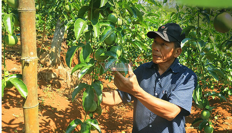 Hưởng lợi từ EVFTA, trái cây Việt đổ bộ sang châu Âu