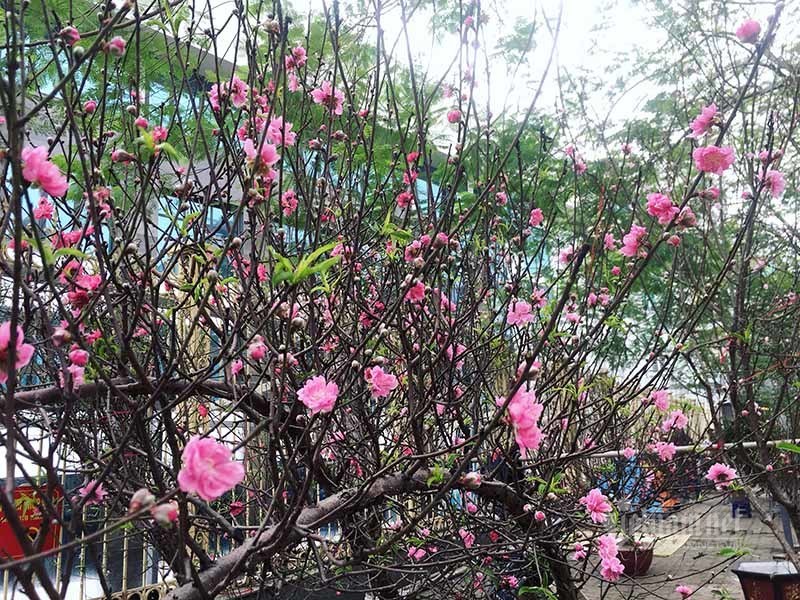 Tình huống cực đoan, sát Tết cả làng đau xót