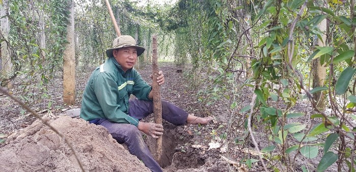 Trồng loài cây ra củ dài cả mét, trước ăn chống đói, nay là đặc sản