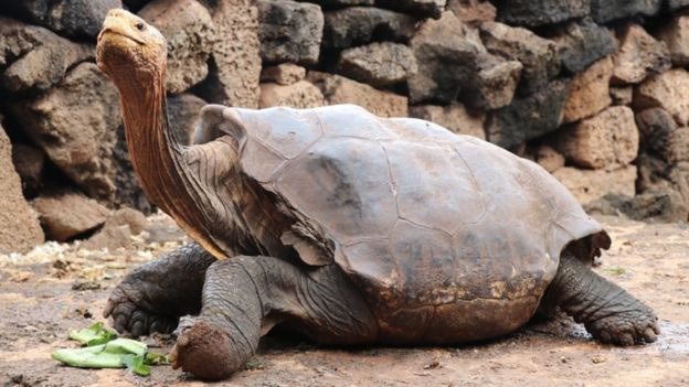 Cụ rùa 100 tuổi cứu sống cả giống loài nhờ miệt mài nhân giống suốt 50 năm