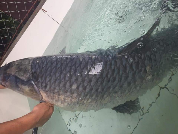 Đại gia Phú Thọ chi hơn chục triệu chỉ để mua một con cá 'khủng'