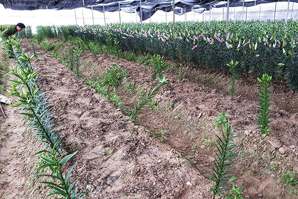 Chết đứng vì 1.400 cây hoa ly bán Tết bị kẻ gian nhổ sạch trơn