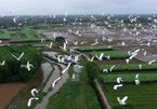 Thua Thien Hue takes measures to protect wild birds