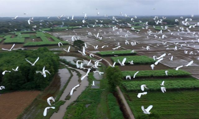 Thua Thien Hue takes measures to protect wild birds