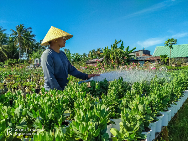 Làng hoa Sa Đéc náo nức trẩy hội Xuân Canh Tý