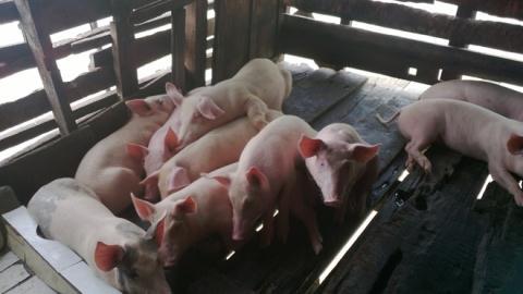 American, Vietnamese experts develop African Swine Fever vaccine