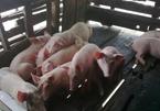 American, Vietnamese experts develop African Swine Fever vaccine