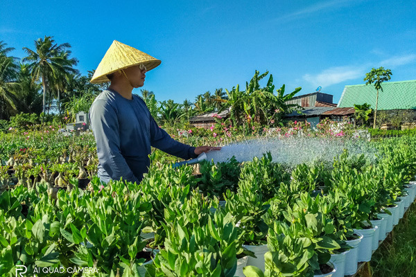 Làng hoa Sa Đéc náo nức trẩy hội Xuân Canh Tý