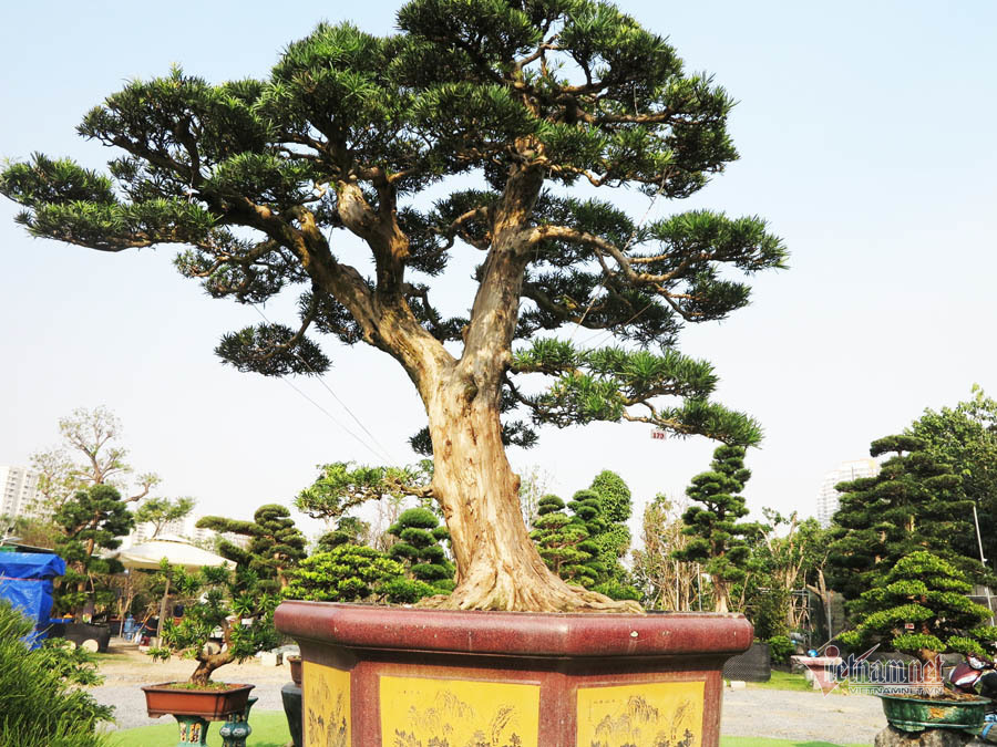 Cây Tùng bonsai hơn 100 năm tuổi, giá 6 tỷ đồng của anh nông dân Bình Định