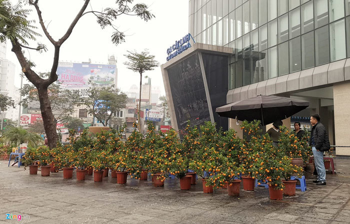 Đường sắt Cát Linh chưa hoạt động, nha ga thành chợ cây cảnh Tết