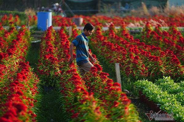 Hương xuân phủ khắp làng hoa ngoại thành Sài Gòn
