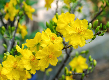 TÌNH THƠ GỬI SÓNG