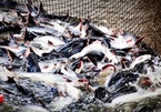Catfish firms seek to exploit domestic market