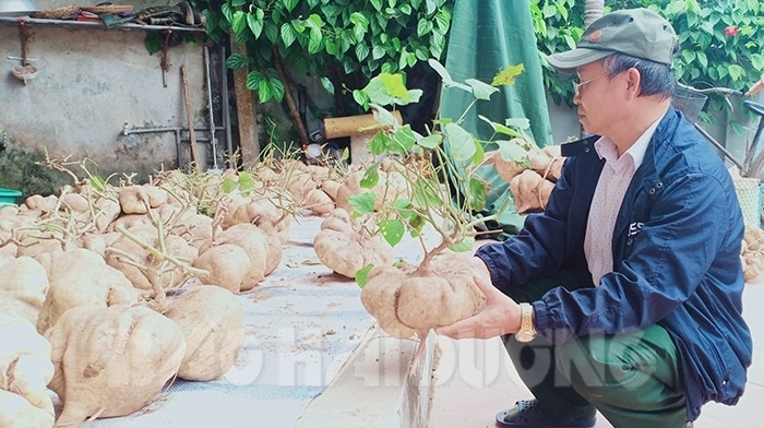 Độc đáo: Làng quê này chơi Tết bằng củ đậu siêu to khổng lồ