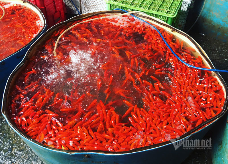 Chợ Hà Nội, khắp nơi đỏ rực một màu cá chép