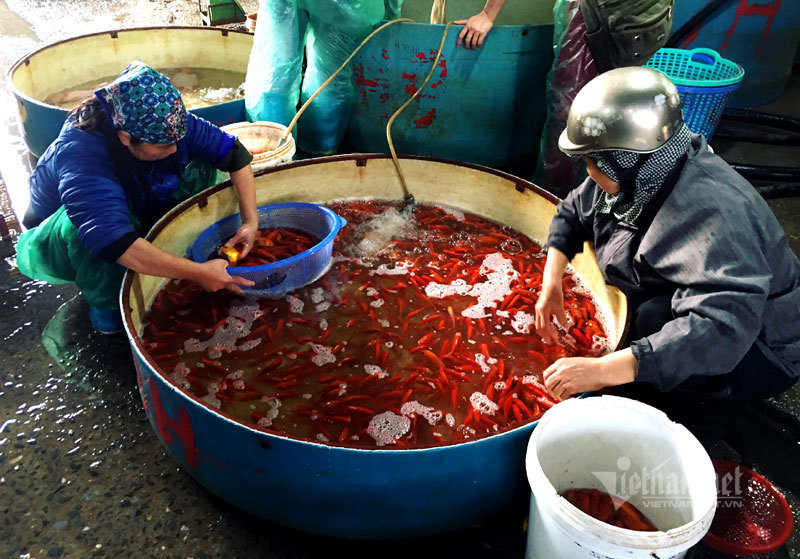 Chợ Hà Nội, khắp nơi đỏ rực một màu cá chép