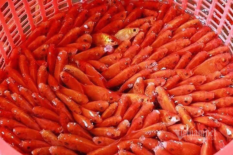 Chợ Hà Nội, khắp nơi đỏ rực một màu cá chép