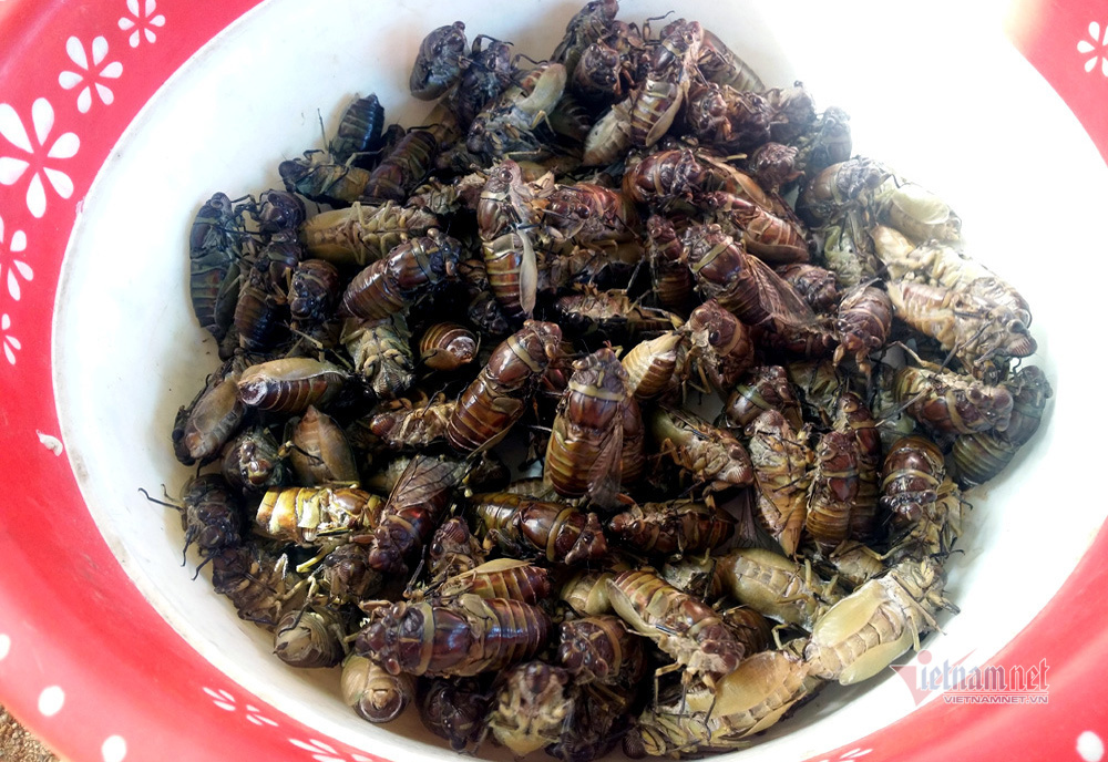 Khu chợ côn trùng bán đầy bọ xít, châu chấu... hiếm có Việt Nam