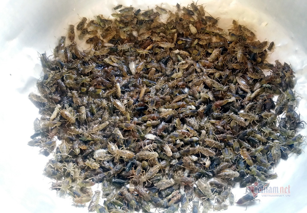 Khu chợ côn trùng bán đầy bọ xít, châu chấu... hiếm có Việt Nam