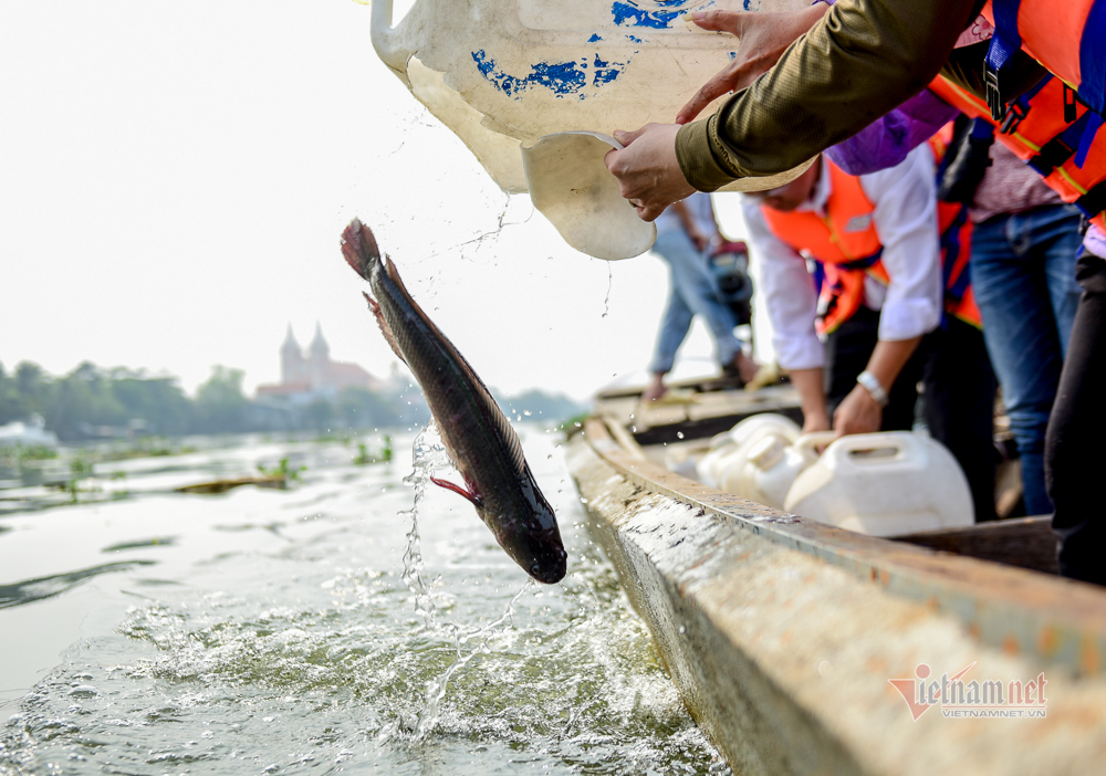 Né quân chích điện, thuê ghe ra giữa sông thả tạ cá ngày ông Công ông Táo