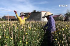 Chrysanthemum season in full bloom in Khanh Hoa