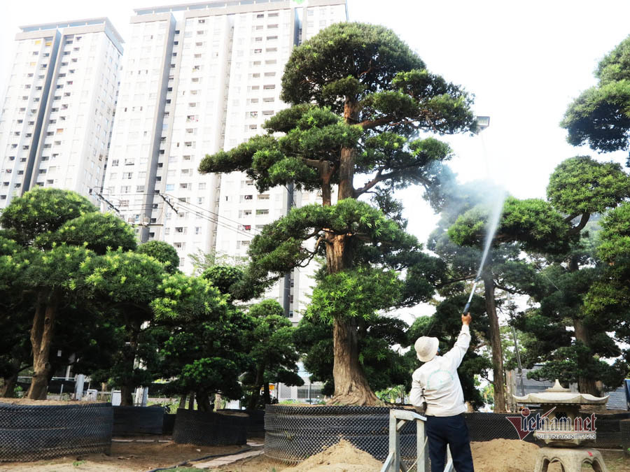 Vườn tùng Nhật bạc tỷ của đại gia giữa khu nhà giàu Sài Gòn