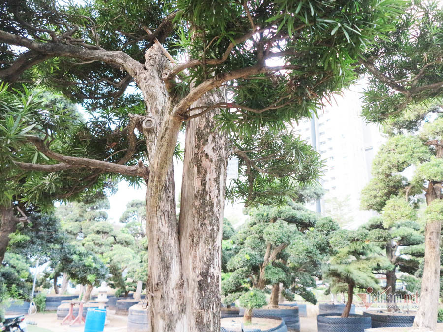 Vườn tùng Nhật bạc tỷ của đại gia giữa khu nhà giàu Sài Gòn