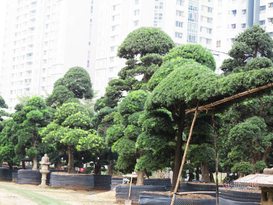 Vườn tùng Nhật bạc tỷ của đại gia giữa khu nhà giàu Sài Gòn