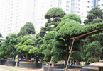 Vườn tùng Nhật hàng trăm tỷ của đại gia giữa khu nhà giàu Sài Gòn