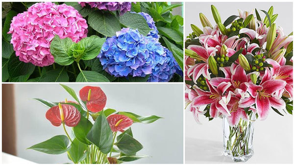 Thận trọng với những loài hoa đẹp chơi tết nhưng rất độc