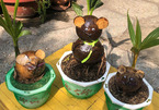Giá tiền triệu, dừa bonsai hình chuột vẫn cháy hàng Tết Canh Tý